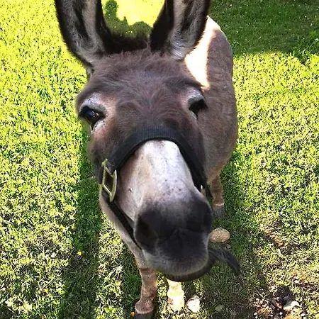 Сasa de vacaciones Hanzi