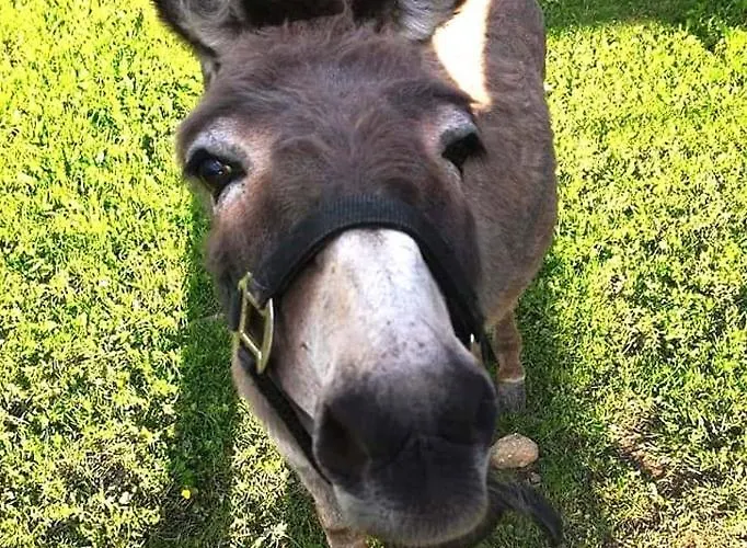 Prázdninový dům Hanzi