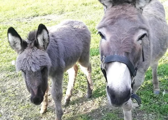Prázdninový dům Hanzi